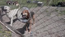 Грузинские НКО рассказывают, как по ним ударит новый закон об "иноагентах" и почему они, возможно, закроются