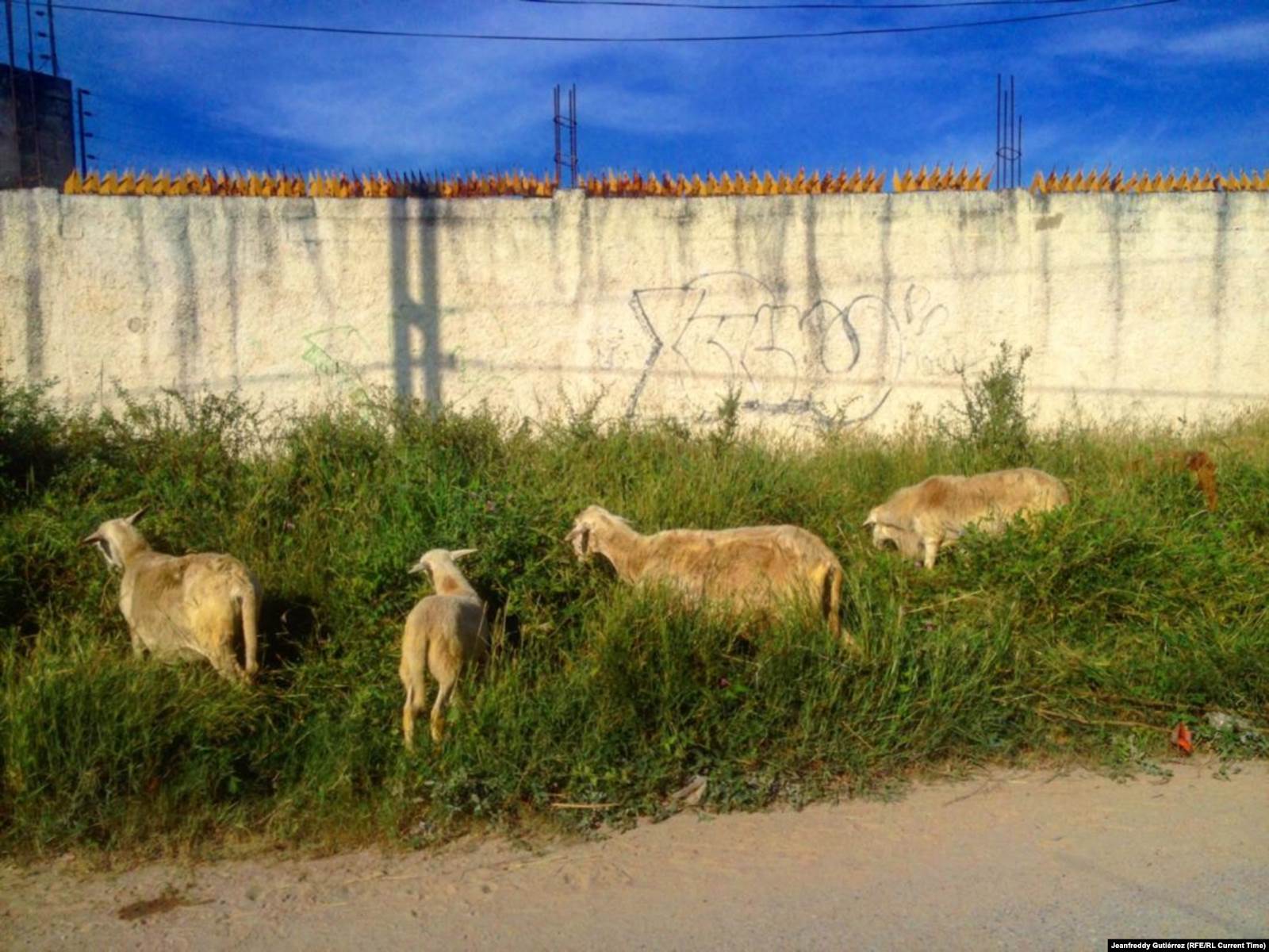 Чтобы выжить, городские жители разбивают огороды, где сажают в основном маниоку и кукурузу, а также заводят овец и коз. Маракай, май 2019. Фото: Жанфредди Гутьеррес