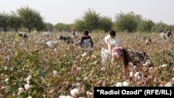 Дети собирают хлопок в Таджикистане