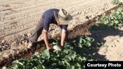 Иллюстративное фото