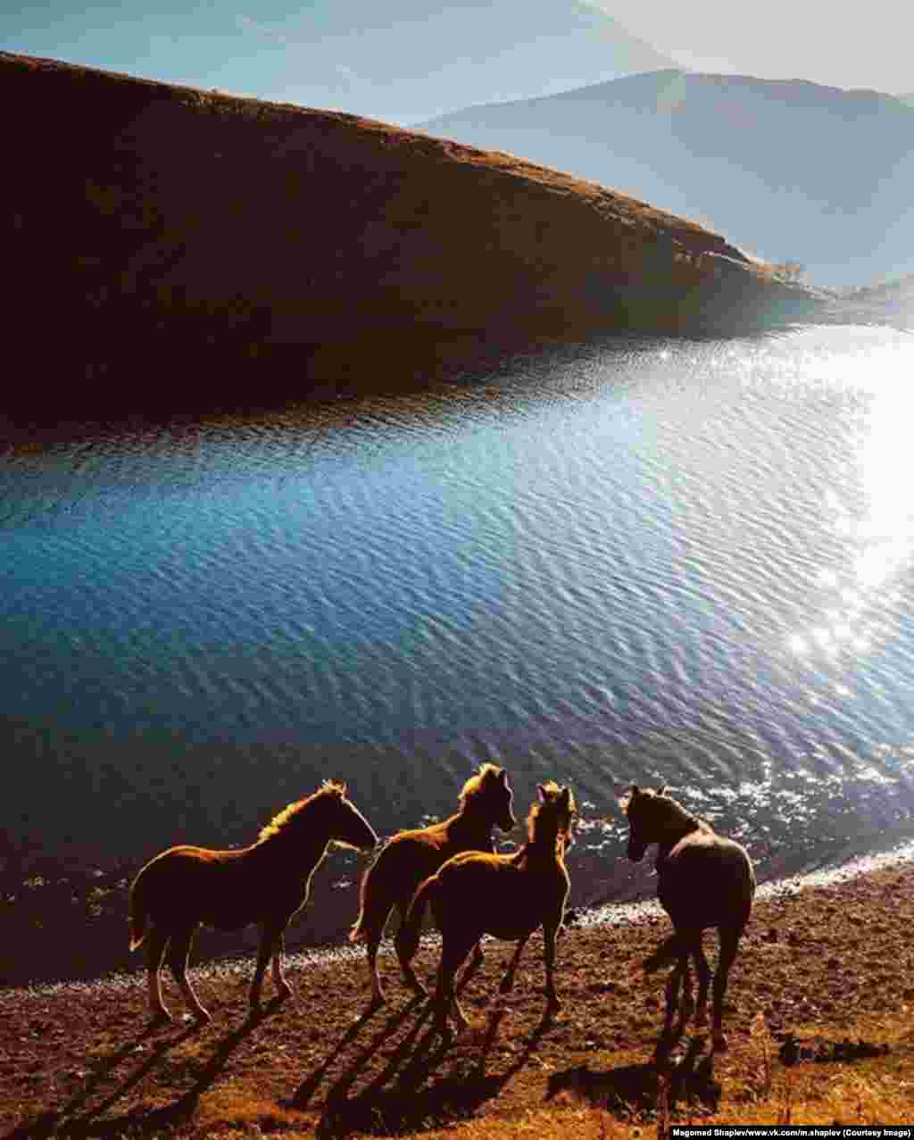 Эта фотография &ndash; самая популярная в инстаграме Шапиева. "Я сделал ее в прошлом году на границе с Грузией. Нам пришлось уговаривать пограничников, чтобы они разрешили туда спуститься, &ndash; говорит Шапиев. &ndash; Солнце ярко сияло, и ветер играл на воде. А потом я увидел этих лошадей"
