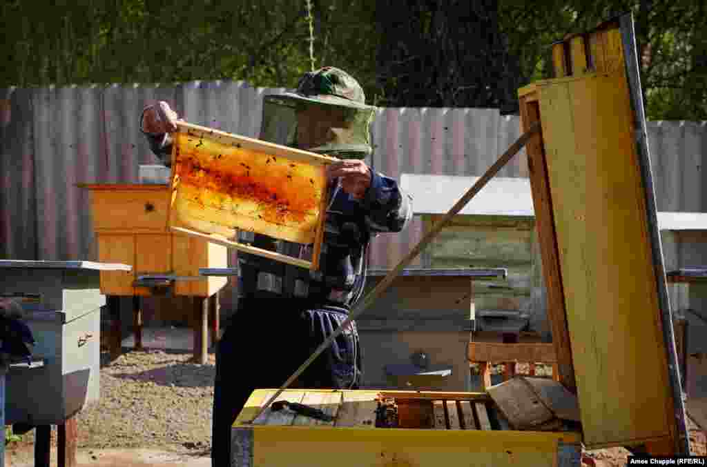 Василий проверяет один из своих 21 ульев. Однажды бывшие владельцы, которые сейчас живут в Крыму, вернулись попроведать свой старый дом. "Они постучали в дверь ... Никаких проблем не было &ndash; наоборот, они были счастливы, что я вселился". Без него, говорит Василий, дом теперь был бы в руинах